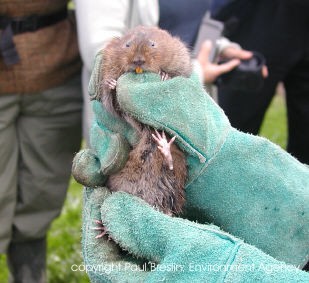 Water Vole